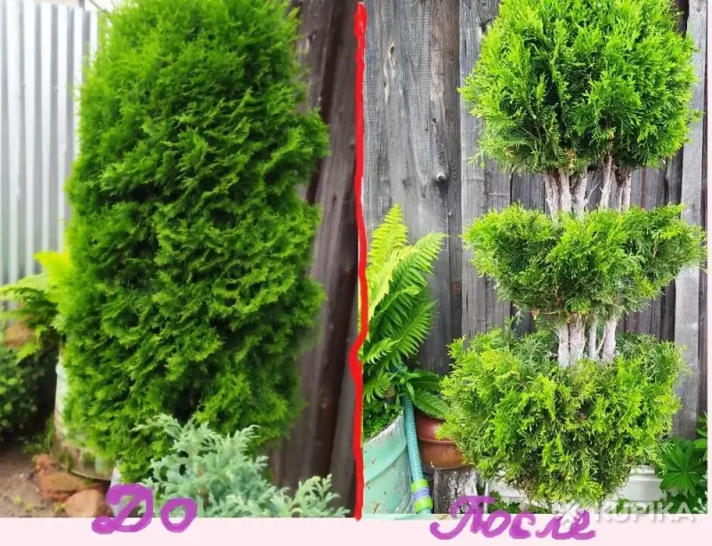 Услуги садовника - Вся Беларусь - 242405 - Доска объявлений Kupika.by - Фото 5