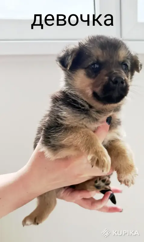 Щенки в дар