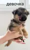 Щенки в дар - Вся Беларусь - 243342 - Доска объявлений Kupika.by