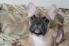Щенки французский бульдог - Вся Беларусь - 238979 - Доска объявлений Kupika.by