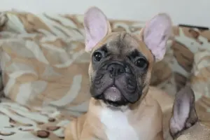 Щенки французский бульдог