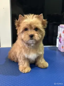 Щенки Голддаст Йорка