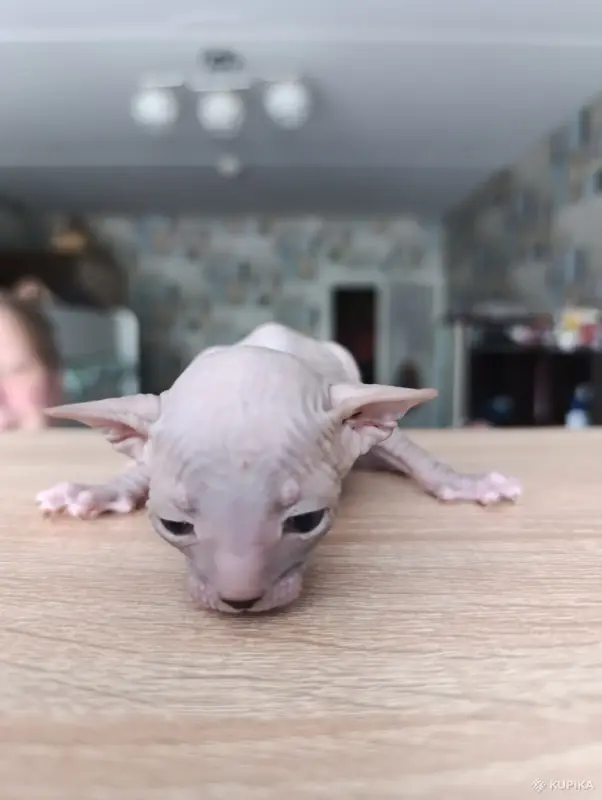 Кошки - Донской сфинкс - Вся Беларусь - Фото 4 Донской сфинкс - Вся Беларусь - 243499 - Доска объявлений Kupika.by - Фото 4