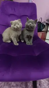 Шотландские котята