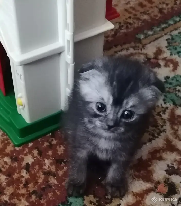 Котёнок вислоухий шотландский
