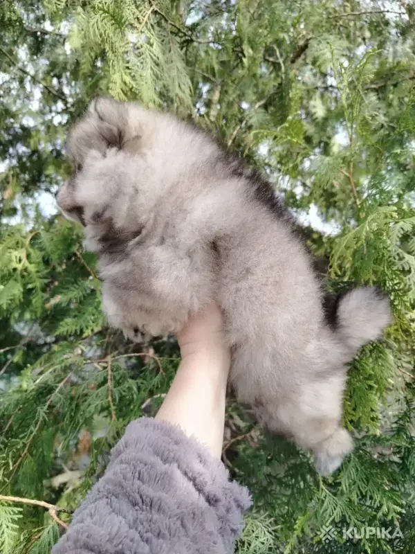 Щенок померанского шпица: соболиный окрас и мордочка, как у енота! - Вся Беларусь - 243187 - Доска объявлений Kupika.by - Фото 6