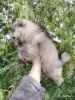 Щенок померанского шпица: соболиный окрас и мордочка, как у енота! - Вся Беларусь - 243187 - Доска объявлений Kupika.by - Фото 6