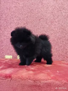 Щенок померанского шпица