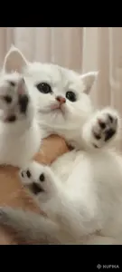 Шотландские котята.