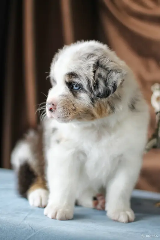 Австралийская овчарка, Аусси