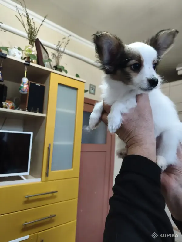 Щенки папильона - Вся Беларусь - 244891 - Доска объявлений Kupika.by - Фото 2