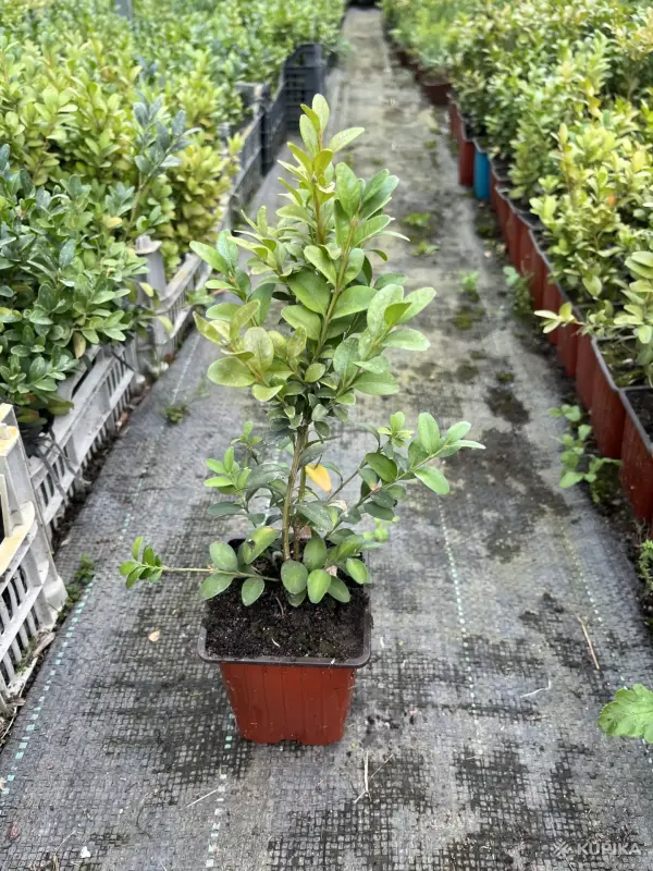 Продажа самшита и туй, по РБ, разной высоты, от 1 руб - Вся Беларусь - 242563 - Доска объявлений Kupika.by - Фото 6