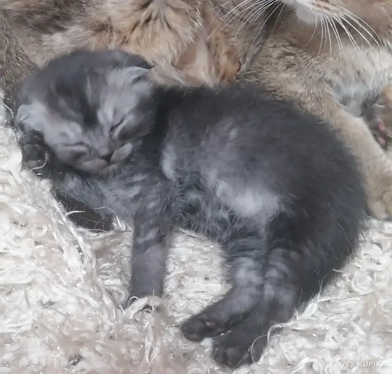 Кошки - Котята вислоухие шотландские - Вся Беларусь - Фото 5 Котята вислоухие шотландские - Вся Беларусь - 242409 - Доска объявлений Kupika.by - Фото 5