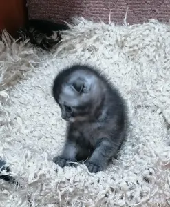 Котёнок вислоухий шотландский