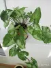 Комнатные растения - Сингониум Три короля - Вся Беларусь - Фото 2 Сингониум Три короля - Вся Беларусь - 243584 - Доска объявлений Kupika.by - Фото 2