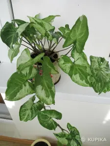 Сингониум Три короля