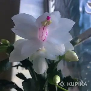 Шлюмбергера (декабрист) сорт *Sao Paolo Brasil* (БЕЛПОЧТА)