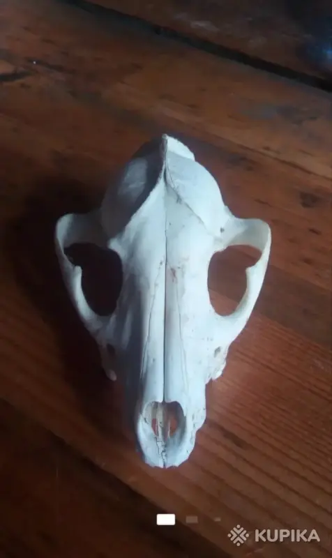 Чей черепок...