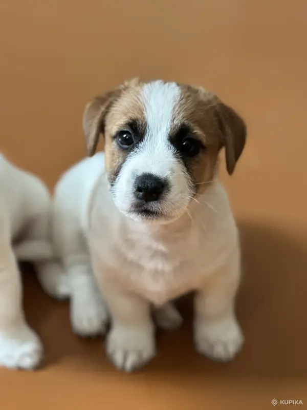 Щенок Джек Рассел - Вся Беларусь - 243642 - Доска объявлений Kupika.by - Фото 6