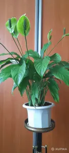Спатифиллум или женское счастье