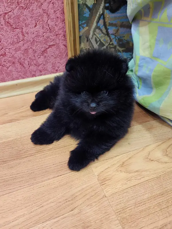 Шпиц Мальчик