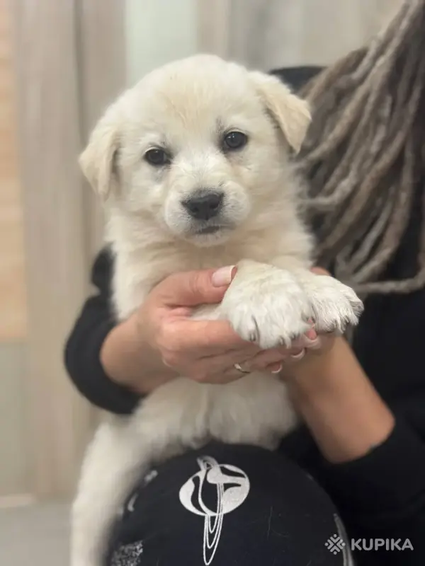 Джина и ее щенки (2 месяца) ищут дом