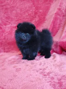 Померанский шпиц.