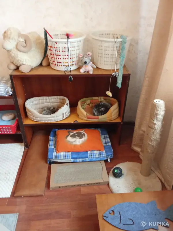 Квартирная передержка для котов - Вся Беларусь - 244873 - Доска объявлений Kupika.by - Фото 2