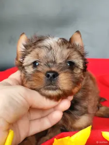 Йоркширский терьер соболь мерле