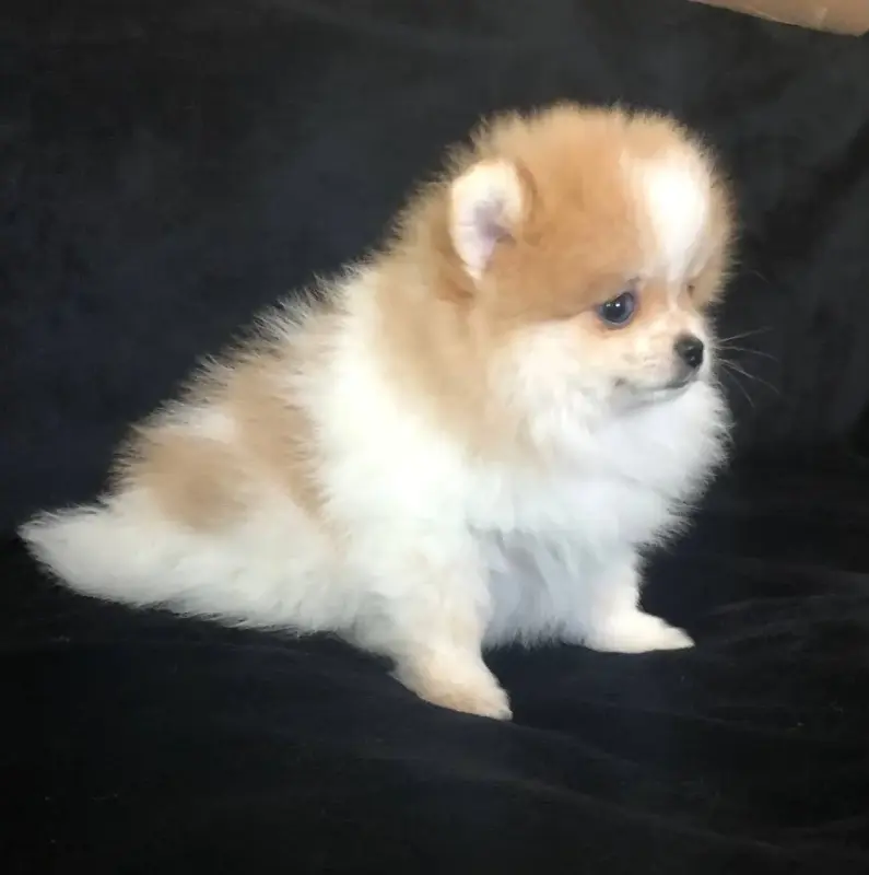 Собаки - померанский шпиц - Вся Беларусь - Фото 7 померанский шпиц - Вся Беларусь - 242040 - Доска объявлений Kupika.by - Фото 7