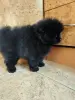 Мальчик померанского шпица - Вся Беларусь - 241998 - Доска объявлений Kupika.by - Фото 4