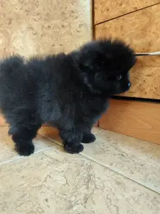 Мальчик померанского шпица