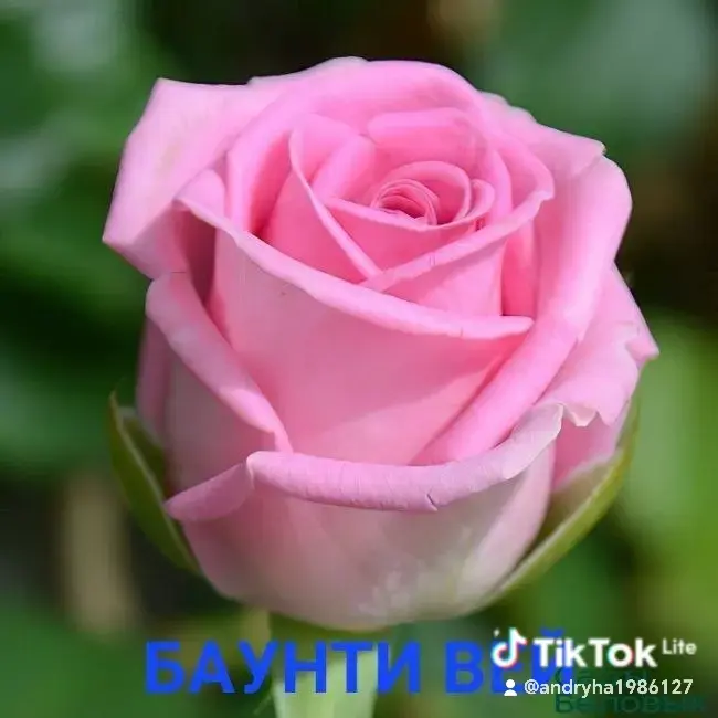 Саженцы роз - Вся Беларусь - 242078 - Доска объявлений Kupika.by - Фото 6