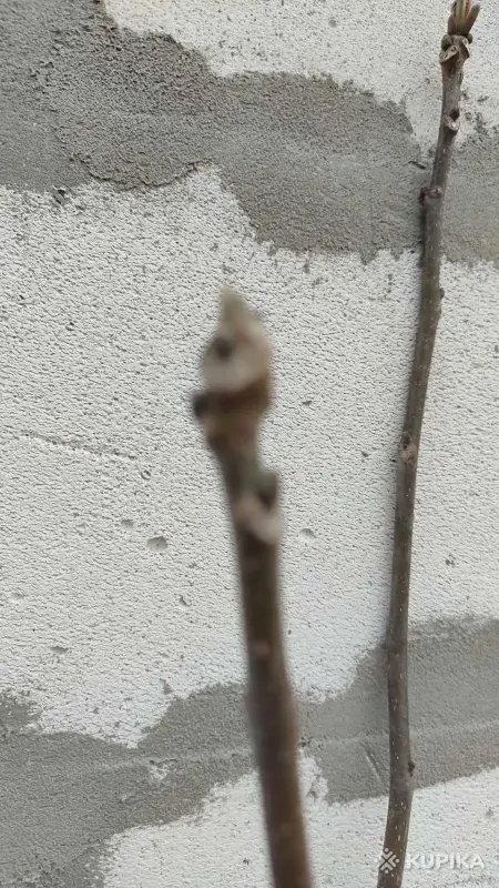 Грецкий орех сортовой - Вся Беларусь - 245171 - Доска объявлений Kupika.by - Фото 4