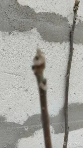 Грецкий орех сортовой