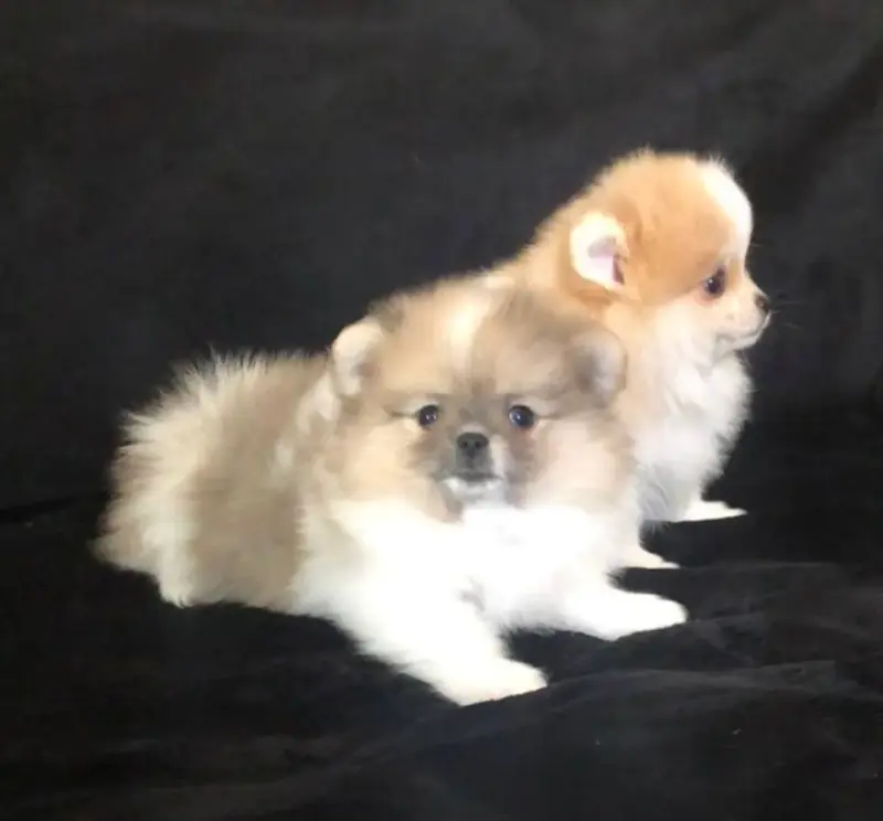 Собаки - померанский шпиц - Вся Беларусь - Фото 6 померанский шпиц - Вся Беларусь - 242040 - Доска объявлений Kupika.by - Фото 6