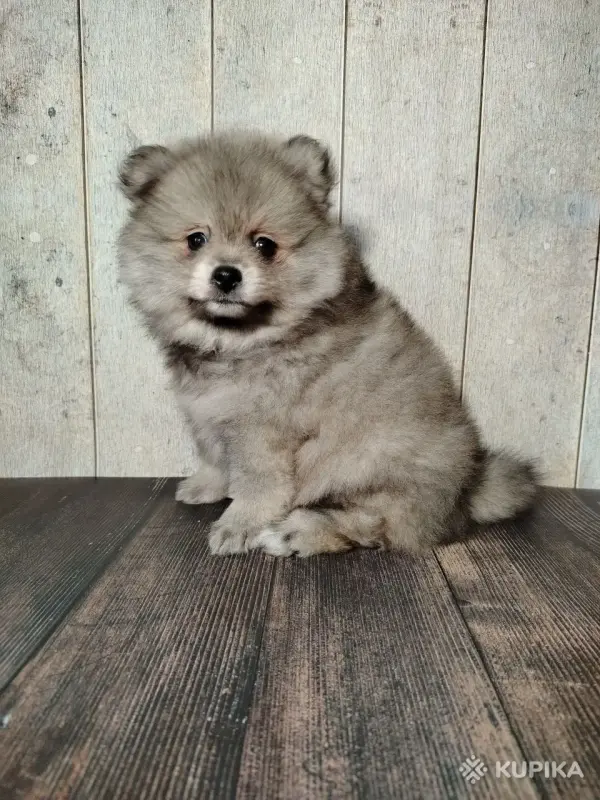 Щенок померанского шпица: соболиный окрас и мордочка, как у енота! - Вся Беларусь - 243187 - Доска объявлений Kupika.by - Фото 4