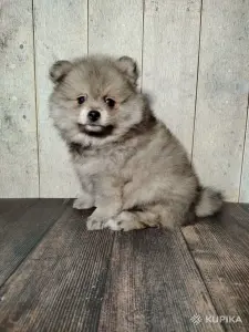 Щенок померанского шпица: соболиный окрас и мордочка, как у енота!