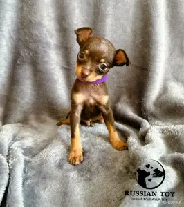 Той терьер-Русский Той!