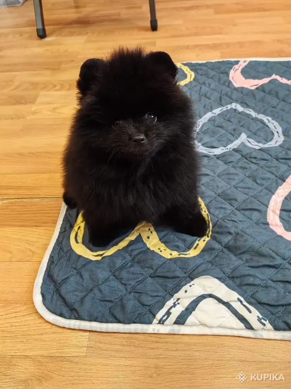 Щенки померанского шпица