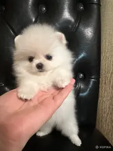 Померанский шпиц