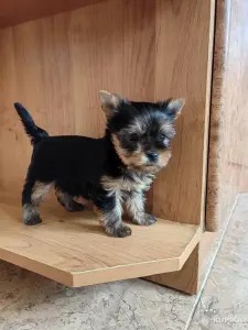 Щенки йоркширского терьера