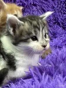 Мейн-Кун котята