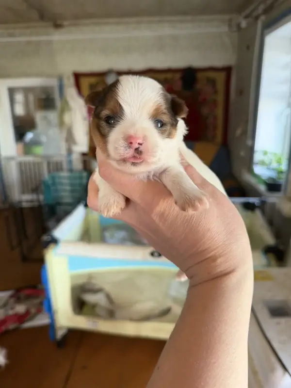 Щенки бивера и Йорка и другие породы доставка рб