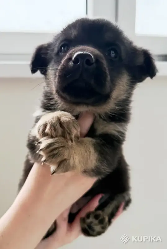 Щенки в дар - Вся Беларусь - 243342 - Доска объявлений Kupika.by - Фото 2