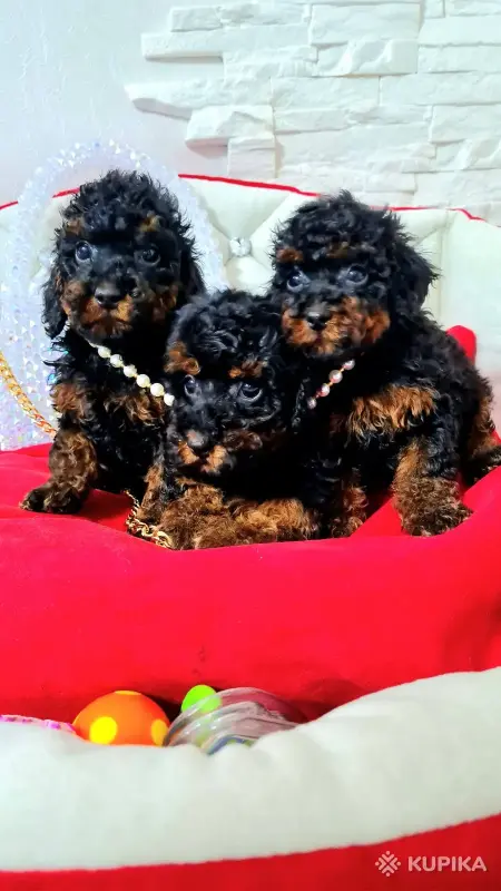Той пудели. Мальчик и 2 девочки, чёрно-подпалые. - Вся Беларусь - 244587 - Доска объявлений Kupika.by - Фото 2