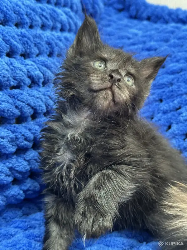 Мейн-Кун котята - Вся Беларусь - 244935 - Доска объявлений Kupika.by - Фото 13
