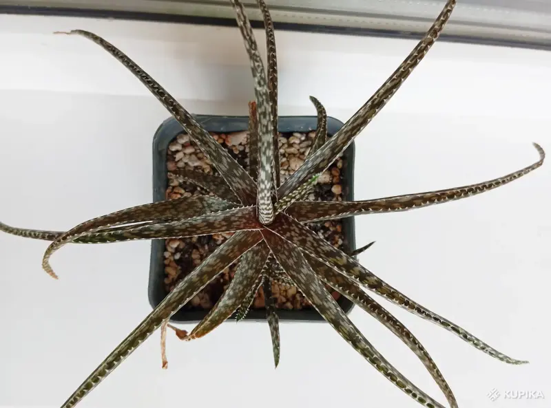 Алое раухи Беллатула - Вся Беларусь - 243726 - Доска объявлений Kupika.by - Фото 2