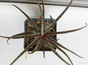 Алое раухи Беллатула