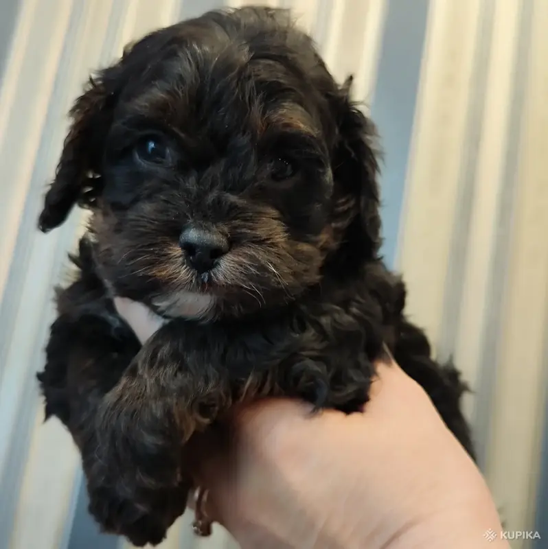 Мальтипу мальчик. Цена в рублях.